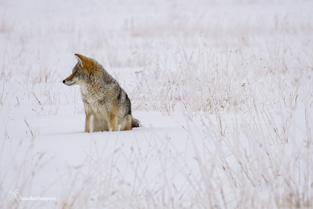 coyote%20in%20the%20snow%20copy-XL.jpg