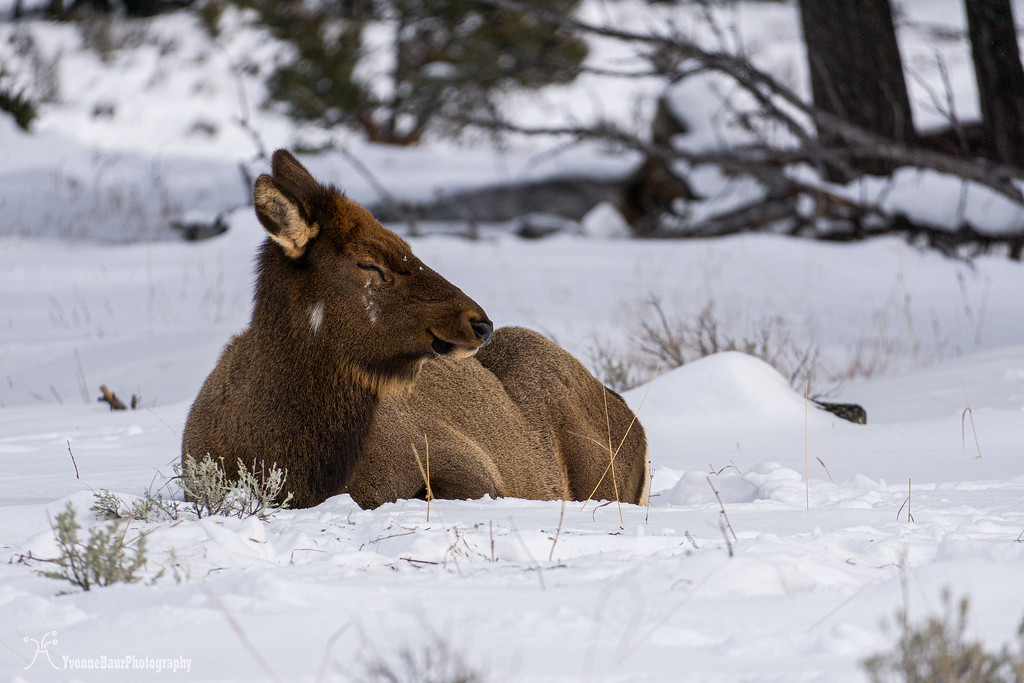 elk%20taking%20a%20siesta%20copy-XL.jpg